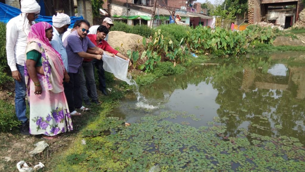 नौतनवा: घातक बीमारियों को रोकने के लिए जलासय में डाली गयी गम्बूजिया मछलिया--गुडडू खान