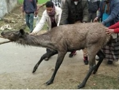 चौक रेंज के जंगल से भटका सांभर पहुंचा गांव में