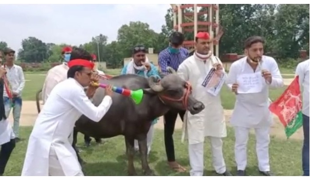 गोरखपुर: सपा ने भैंस के आगे बीन बजाकर पेट्रोल-डीज़ल के बढ़ते दामों पर जताया विरोध