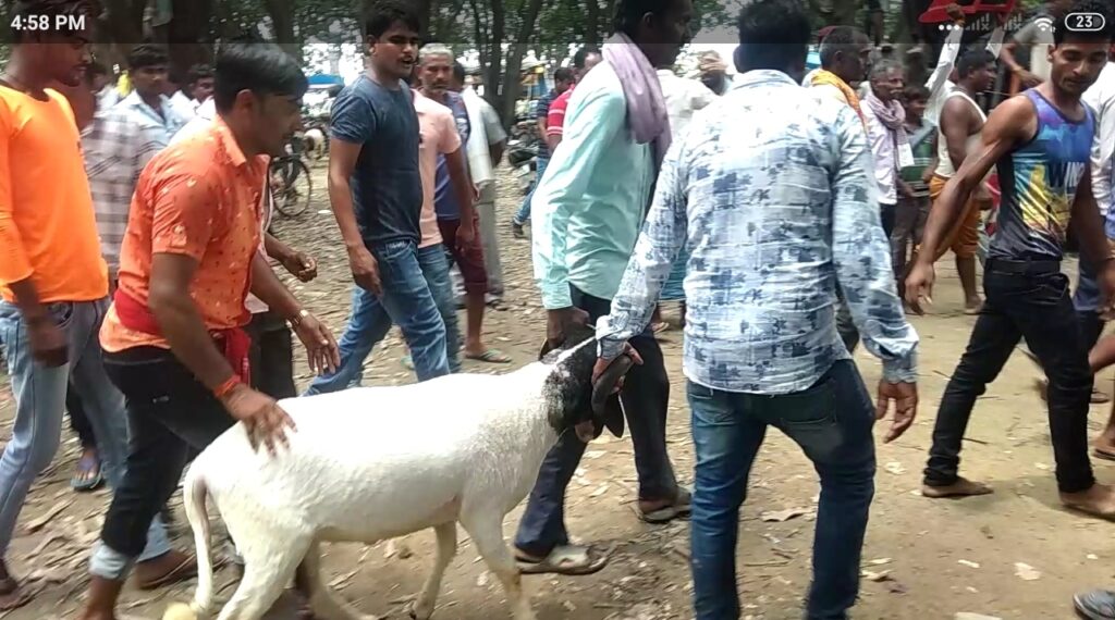 सोनौली: भेड़ो का राजा जब युद्ध के लिए उतरा मैदान में तो मच गई भगदड़- देखें वीडियो