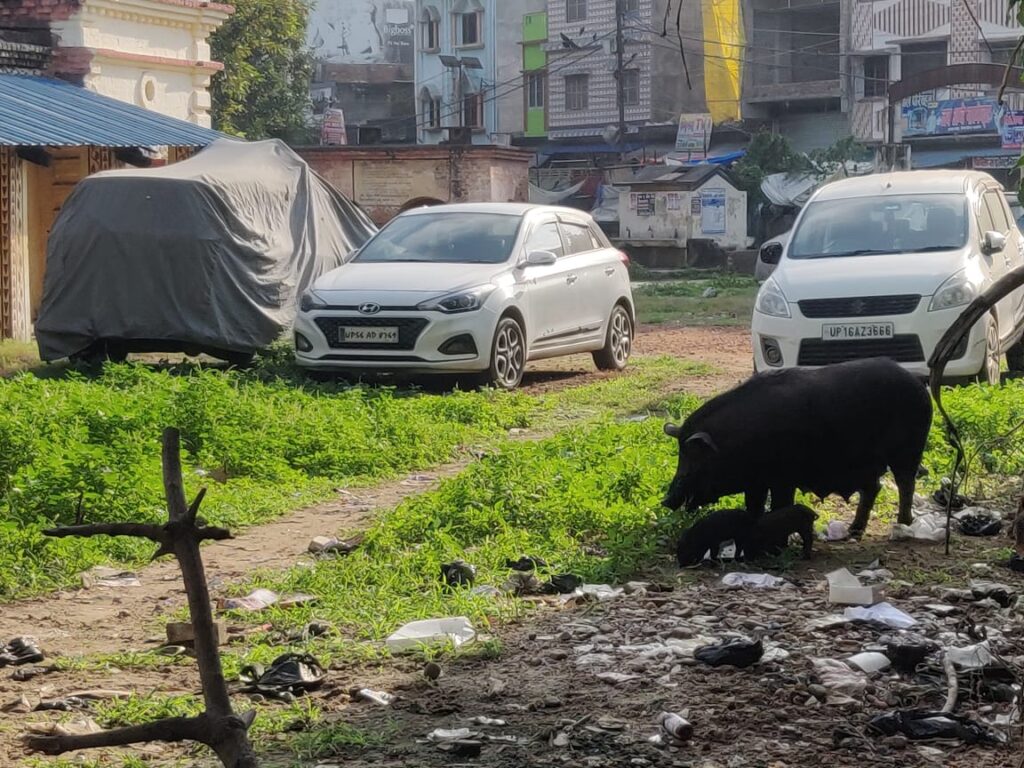 नौतनवा: अस्पताल परिसर में सुअर का आतंक, एक मासूम सहित सात को काटा