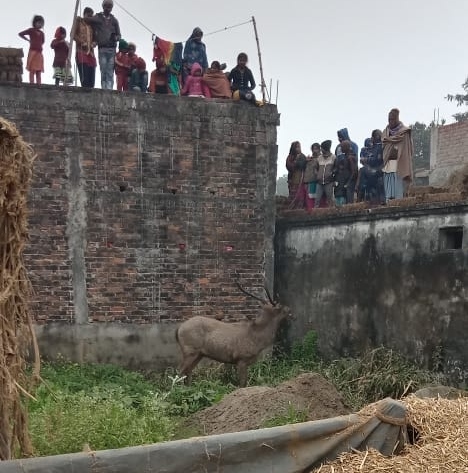 महराजगंज-जंगल से भटक किशुनपुर गांव में पंहुचा बारहसिंघा हिरण