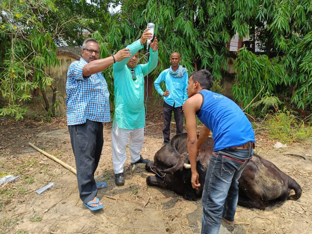 नौतनवा: गाय और ब्लैक कोबरा के बीच हुआ संघर्ष, फिर जाने क्या हुआ