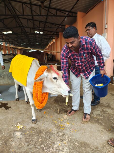 सोनौली कान्हा गौशाला में नगर पंचायत अध्यक्ष ने किया गौ पूजा, सजाया गया गौशाला